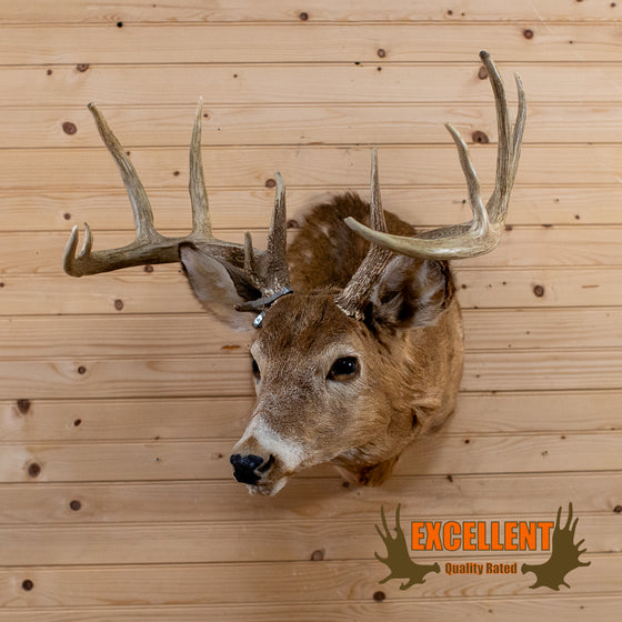whitetail deer buck taxidermy shoulder mount trophy for sale