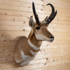 Excellent Pronghorn Antelope Taxidermy Shoulder Mount WW6103