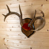 Excellent Seven-Point Mule Deer Buck Antlers Plaque Mount WW6104
