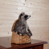 Raccoon in Fishing Creel Taxidermy Mount - SW10028