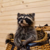Raccoon in Fishing Creel Taxidermy Mount - SW10140