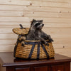 Raccoon in Fishing Creel Taxidermy Mount - SW10141