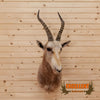 african white blesbok taxidermy for sale