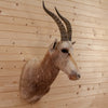 African White Blesbok Taxidermy Mount - SW10166