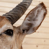 African Waterbuck Taxidermy Mount - SW10169