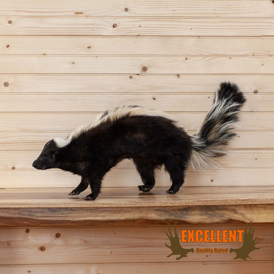 full body skunk taxidermy mount for sale