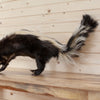Full Body Skunk Taxidermy Mount SW10257