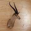 Grant's Gazelle Taxidermy Shoulder Mount SW10328