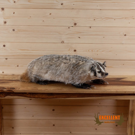 lifesize full body badger taxidermy mount for sale