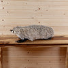 Badger Lifesize Full Body Taxidermy Mount SW10377