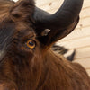 Excellent African Black Wildebeest Taxidermy Shoulder Mount SW10406