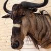 Excellent African Nyasa Wildebeest Taxidermy Shoulder Mount SW10407