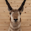 Excellent Pronghorn Antelope Taxidermy Shoulder Mount SW10448