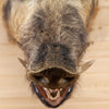 Excellent Wild Boar Hog Taxidermy Shoulder Mount SW10454