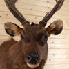 Excellent Sambar Rusa Deer Taxidermy Shoulder Mount SW10459