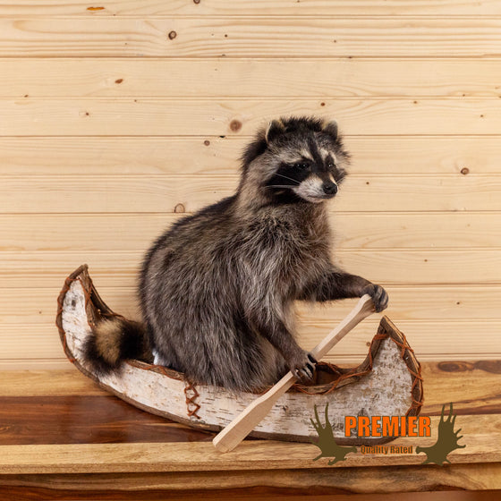raccoon in birch bark canoe taxidermy mount for sale