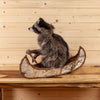 Raccoon Padling Canoe Full Body Taxidermy Mount SW10484