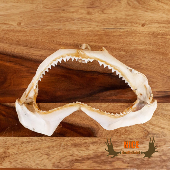 mako shark jaw set for sale