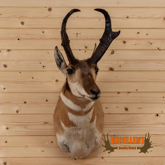 pronghorn antelope taxidermy shoulder mount for sale