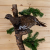 Excellent Spruce Grouse Taxidermy Mount SW11000