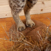 Premier Western Bobcat Full Body Taxidermy Mount SW11010