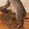 Premier Western Bobcat Full Body Taxidermy Mount SW11010