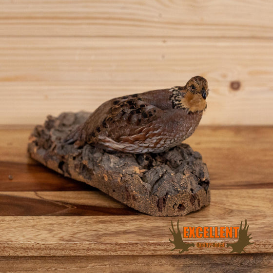 female bobwhite quail full body taxidermy mount for sale