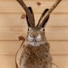 Excellent Jackalope with Whitetail Deer Antlers Taxidermy Shoulder Mount SW11050