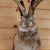 Excellent Jackalope with Whitetail Deer Antlers Taxidermy Shoulder Mount SW11051