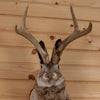 Excellent Jackalope with Whitetail Deer Antlers Taxidermy Shoulder Mount SW11051