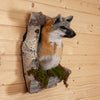Excellent Gray Fox Peeking from Its Den Taxidermy Mount SW11055