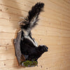 Excellent Skunk Full Body Climbing Tree Taxidermy Mount SW11057