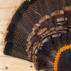 Excellent Wild Tom Turkey Tail Fan Mount GB4087