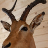 African Impala Taxidermy Shoulder Mount SW6630