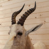 White Blesbok Taxidermy Shoulder Mount SW6654