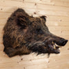Premier Russian Boar Hog Taxidermy Mount SW6663