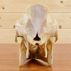 Skull and Tusks for Sale - Red River Hog