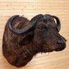 Excellent African Cape Buffalo Taxidermy Shoulder Mount BT8000