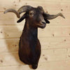 Mounted Black Hawaiian Ram Head