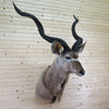 Cabin Grade African Kudu Taxidermy Shoulder Mount CS6025