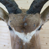 Cabin Grade African Kudu Taxidermy Shoulder Mount CS6025