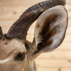Nice African Kudu Taxidermy Shoulder Mount CS6026