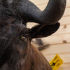 Nice African Black Wildebeest Taxidermy Shoulder Mount CS6044
