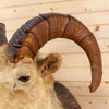 Vintage Stone Sheep Taxidermy Mount CS6083