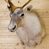 Reindeer Hunting Trophy for Sale