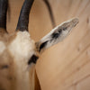 Nice Scimitar-horned Oryx Taxidermy Wall Pedestal Mount - Texas DD1914