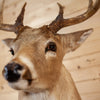 Excellent 10 Point Whitetail Buck Taxidermy Mount DD1930