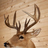 Excellent 11 Point 5X6 Whitetail Buck Taxidermy Mount DD1933