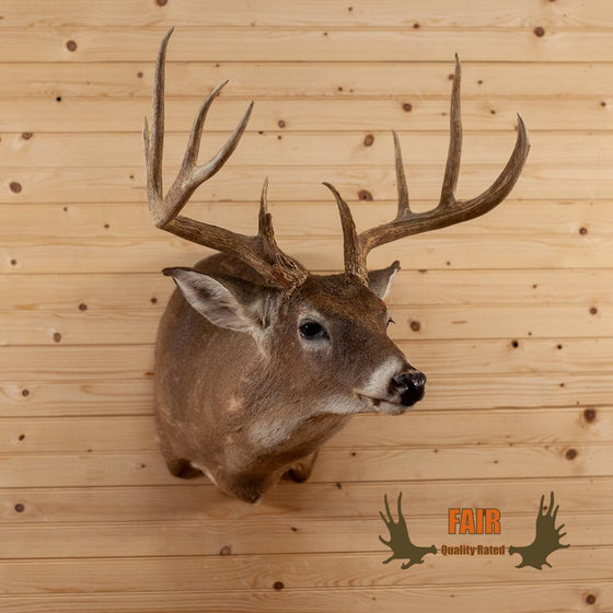 whitetail deer buck 9 point for sale