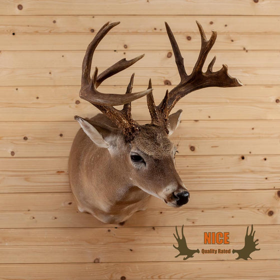 whitetail deer buck 15 point for sale